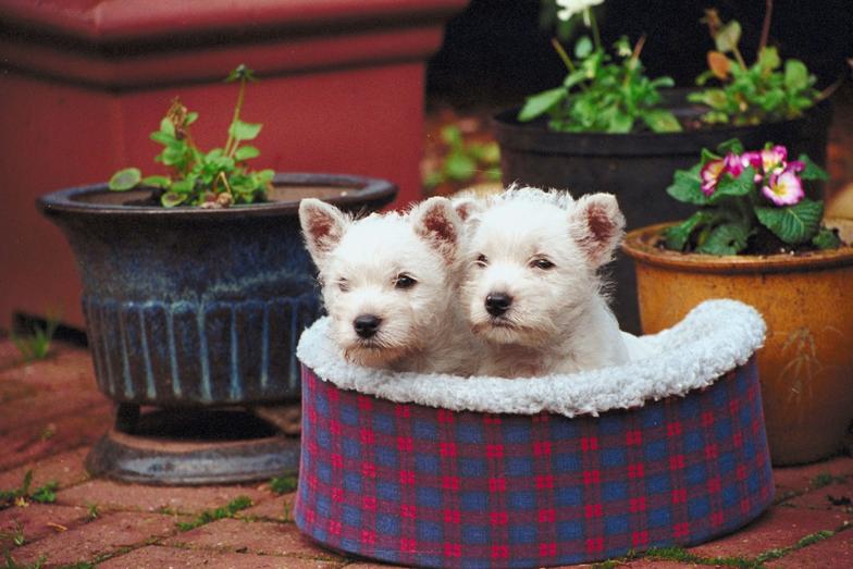 MUDDY MUTTS MOBILE DOG GROOMING